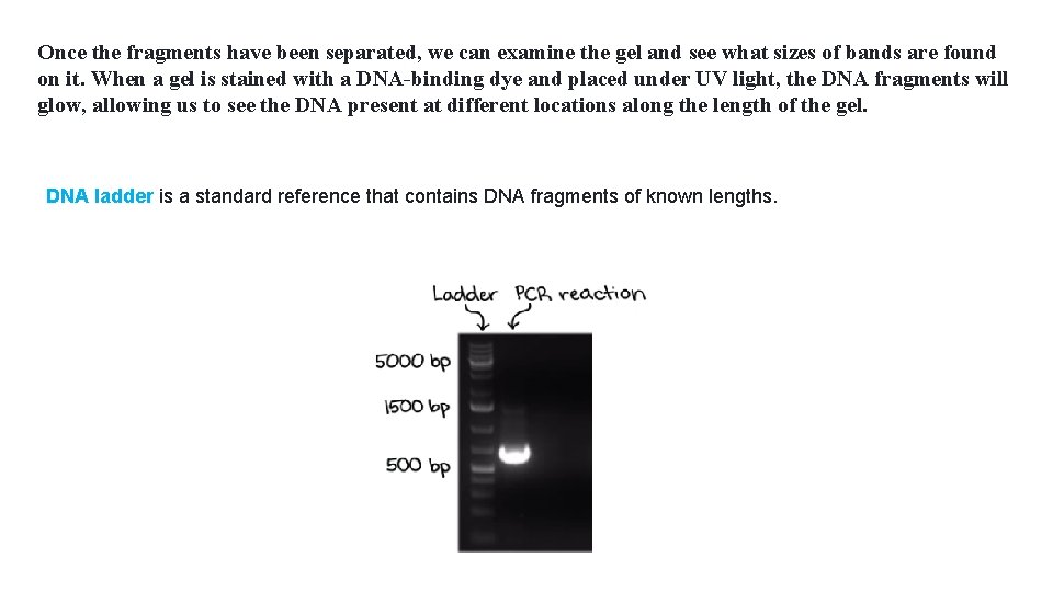 Once the fragments have been separated, we can examine the gel and see what