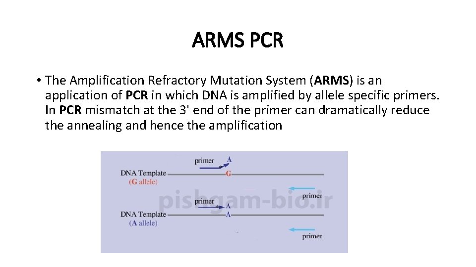 ARMS PCR • The Amplification Refractory Mutation System (ARMS) is an application of PCR