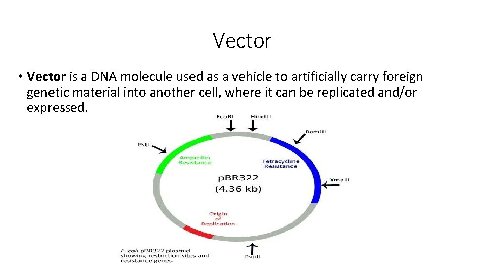 Vector • Vector is a DNA molecule used as a vehicle to artificially carry