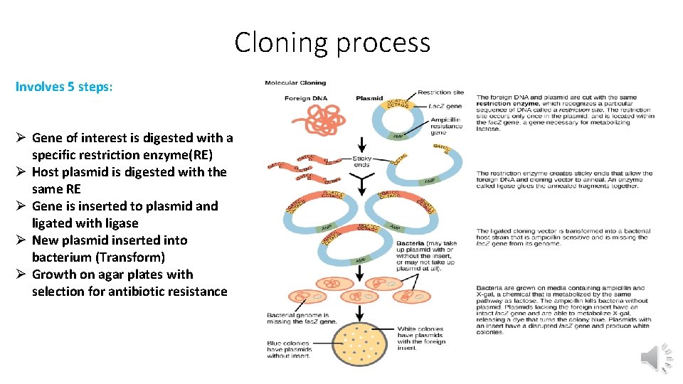 Cloning process Involves 5 steps: Ø Gene of interest is digested with a specific