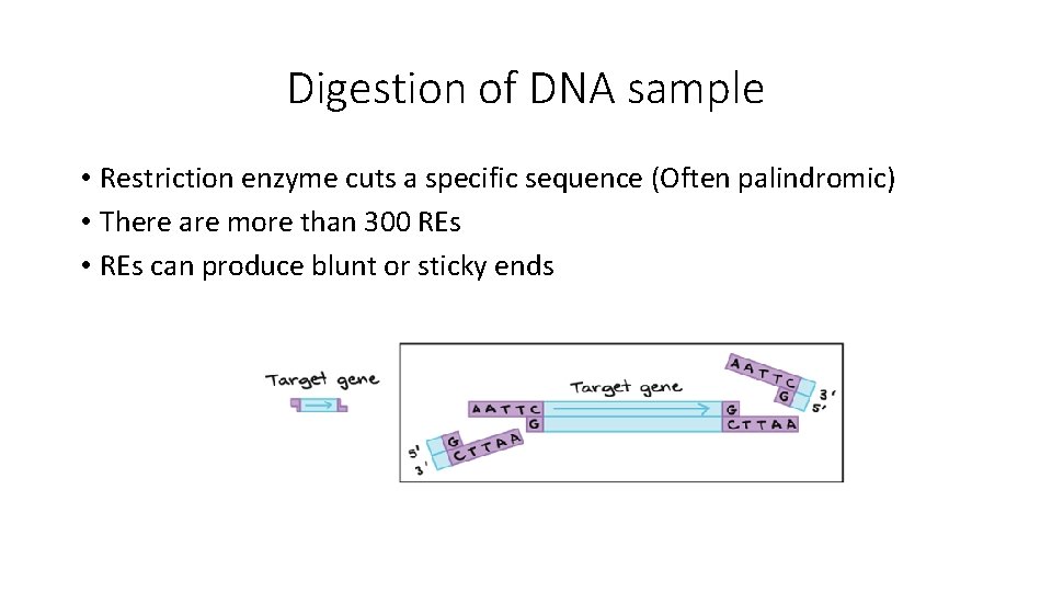 Digestion of DNA sample • Restriction enzyme cuts a specific sequence (Often palindromic) •