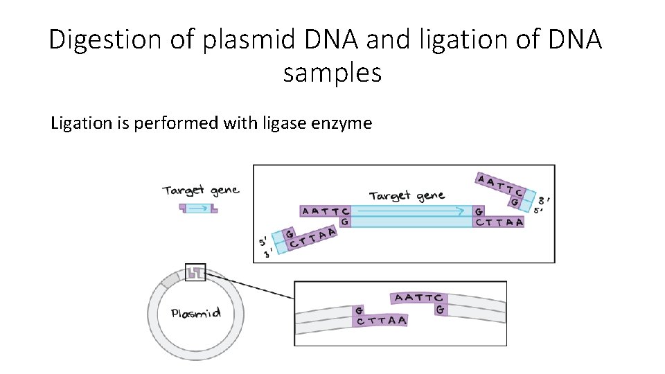 Digestion of plasmid DNA and ligation of DNA samples Ligation is performed with ligase