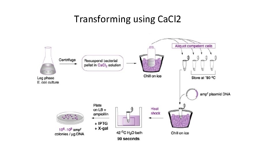 Transforming using Ca. Cl 2 