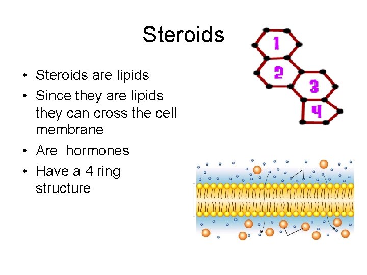 Steroids • Steroids are lipids • Since they are lipids they can cross the