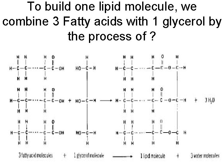 To build one lipid molecule, we combine 3 Fatty acids with 1 glycerol by