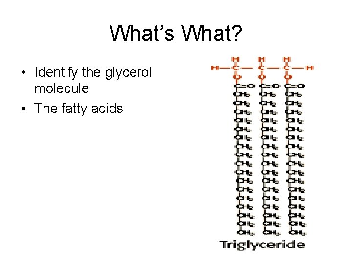 What’s What? • Identify the glycerol molecule • The fatty acids 