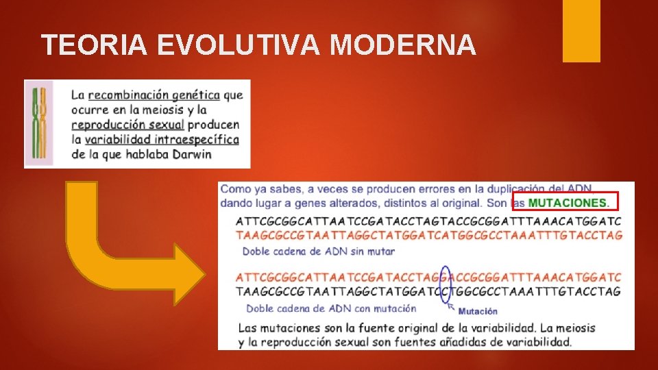 TEORIA EVOLUTIVA MODERNA 