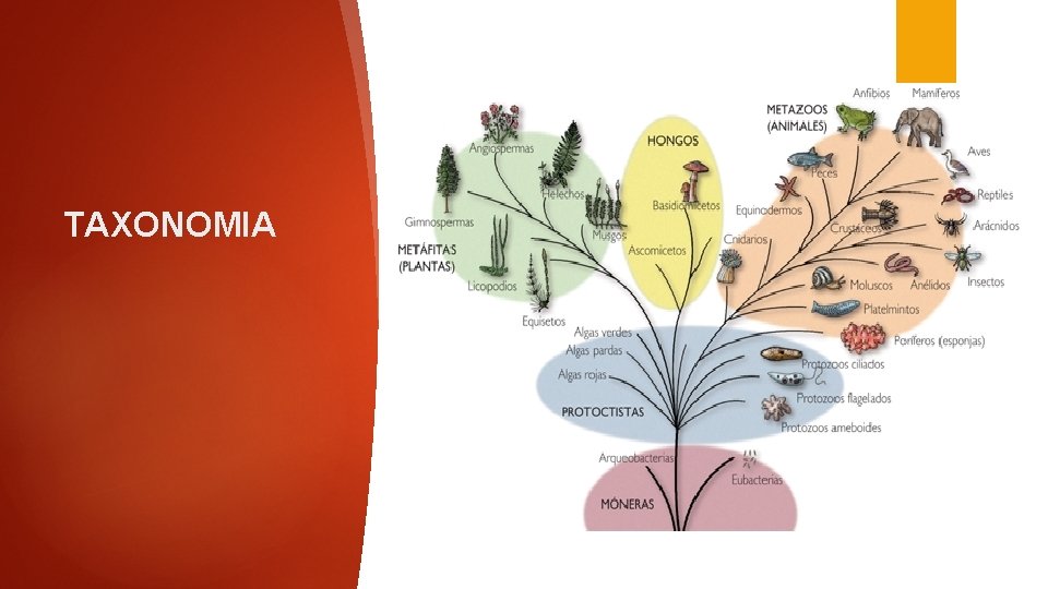 TAXONOMIA 