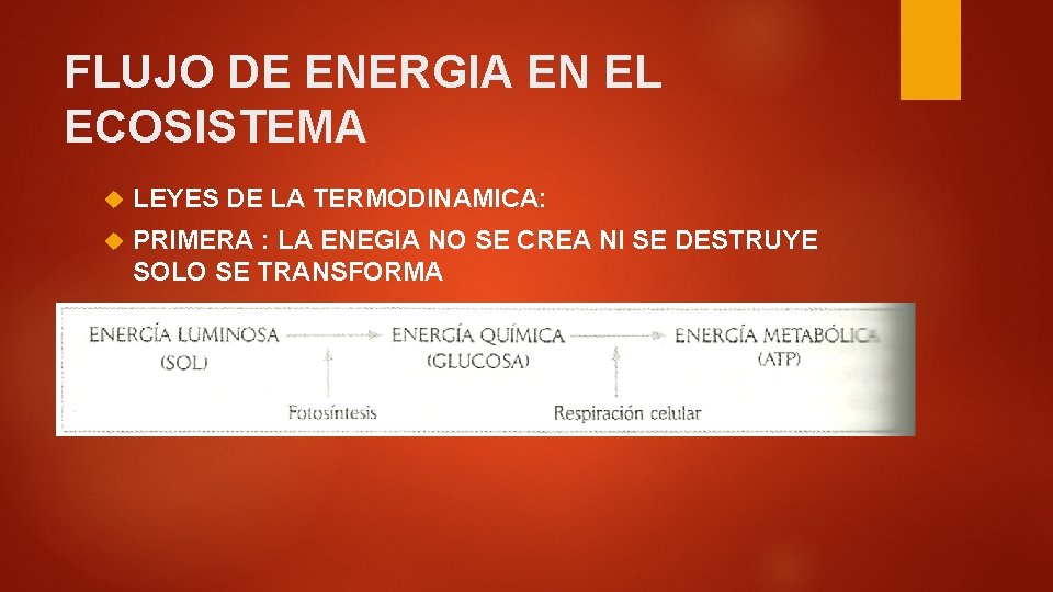 FLUJO DE ENERGIA EN EL ECOSISTEMA LEYES DE LA TERMODINAMICA: PRIMERA : LA ENEGIA