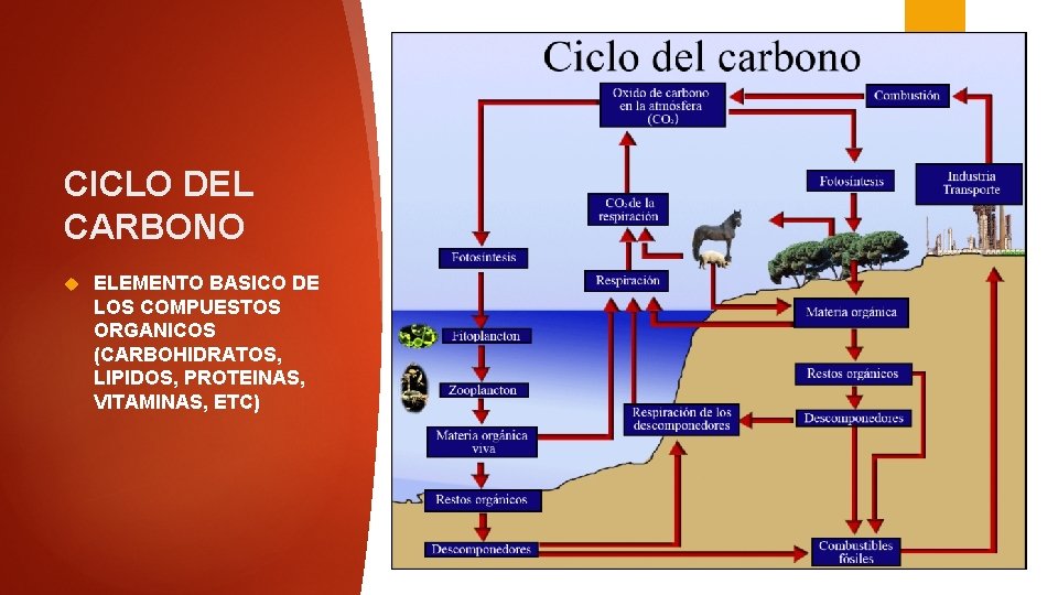 CICLO DEL CARBONO ELEMENTO BASICO DE LOS COMPUESTOS ORGANICOS (CARBOHIDRATOS, LIPIDOS, PROTEINAS, VITAMINAS, ETC)