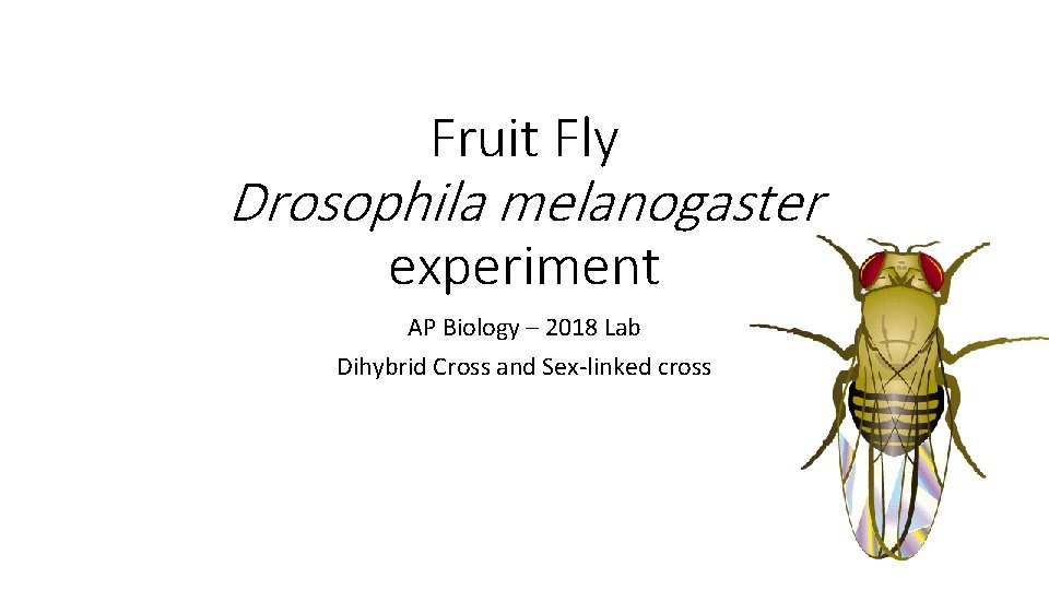 Fruit Fly Drosophila melanogaster experiment AP Biology – 2018 Lab Dihybrid Cross and Sex-linked