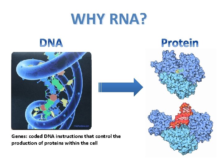 WHY RNA? Genes: coded DNA instructions that control the production of proteins within the