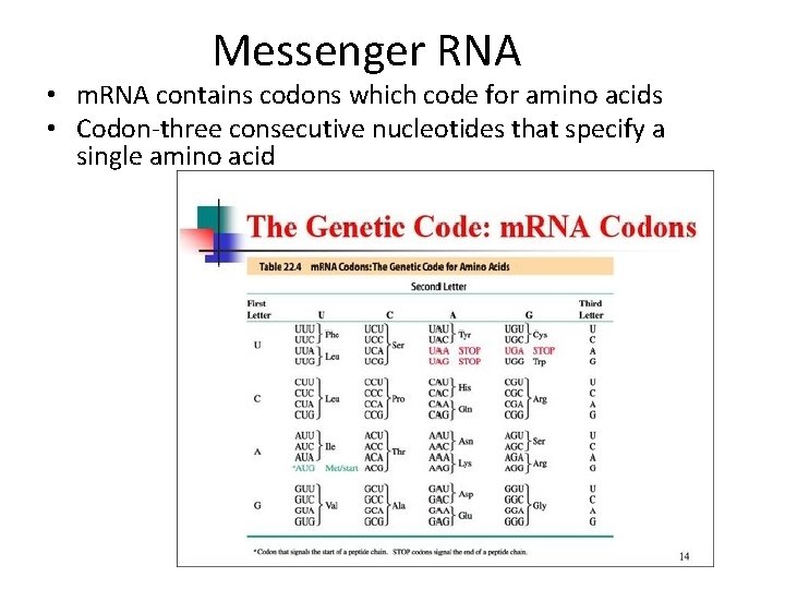 Messenger RNA • m. RNA contains codons which code for amino acids • Codon-three