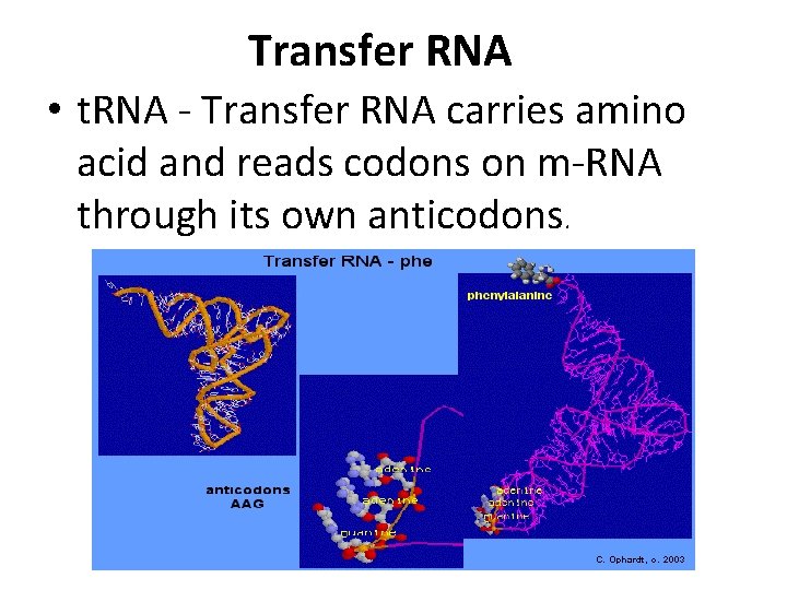 Transfer RNA • t. RNA - Transfer RNA carries amino acid and reads codons