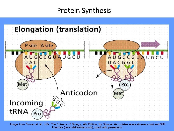 Protein Synthesis 