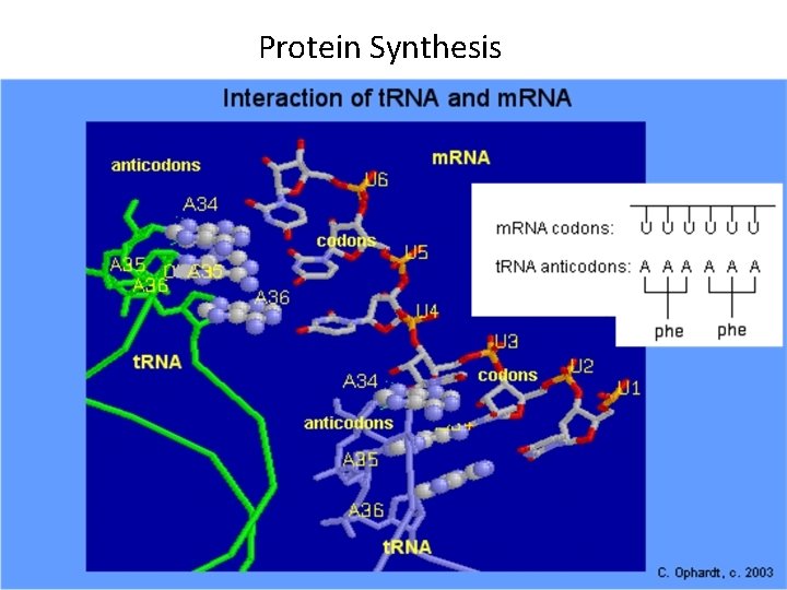 Protein Synthesis 