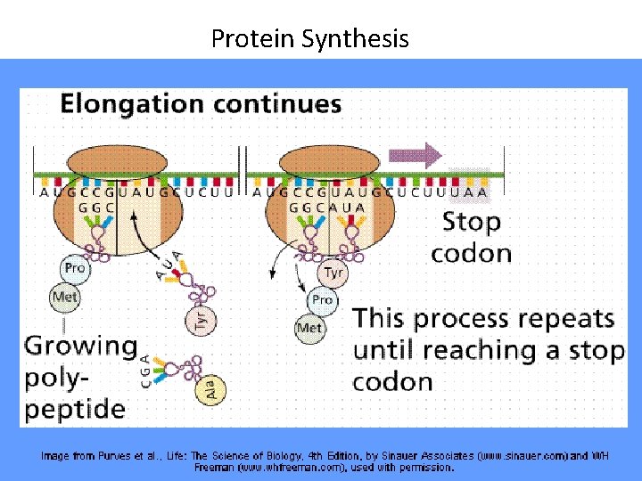 Protein Synthesis 