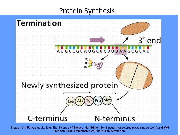 Protein Synthesis 