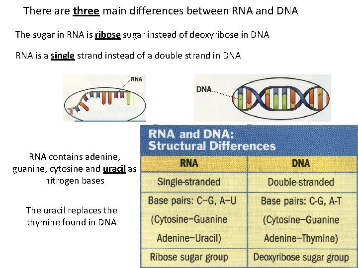 There are three main differences between RNA and DNA The sugar in RNA is