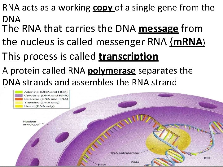 RNA acts as a working copy of a single gene from the DNA The