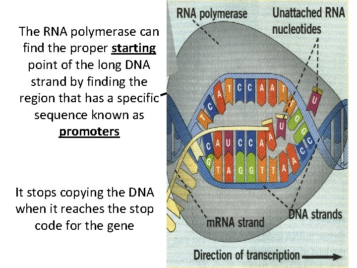 The RNA polymerase can find the proper starting point of the long DNA strand