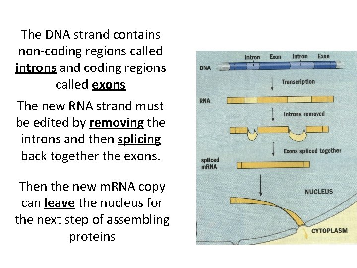 The DNA strand contains non-coding regions called introns and coding regions called exons The