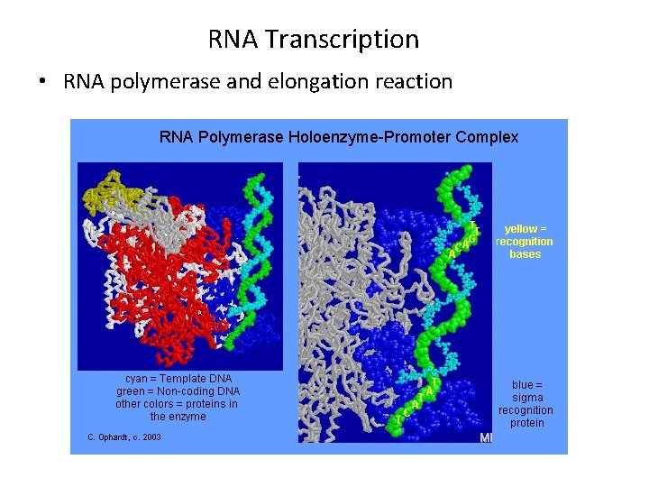 RNA Transcription • RNA polymerase and elongation reaction 