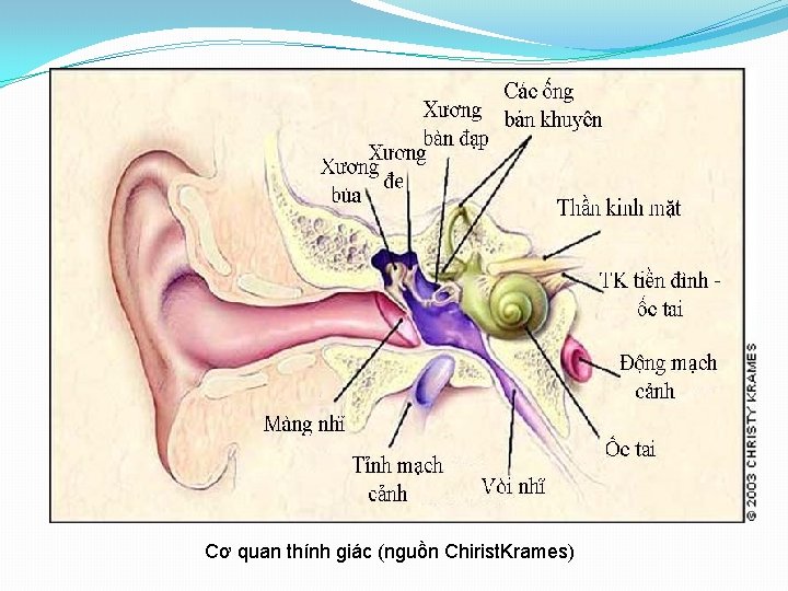 Cơ quan thính giác (nguồn Chirist. Krames) 