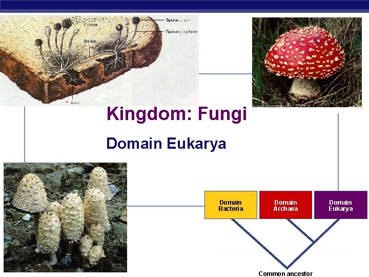 Kingdom: Fungi Domain Eukarya Domain Bacteria AP Biology Domain Archaea Domain Eukarya 2007 -2008