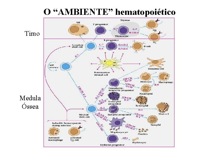 O “AMBIENTE” hematopoiético Timo Medula Óssea 