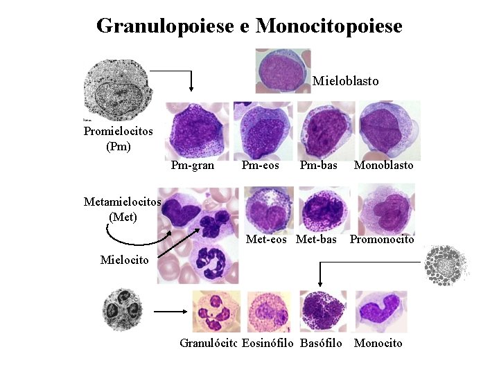 Granulopoiese e Monocitopoiese Mieloblasto Promielocitos (Pm) Pm-gran Pm-eos Pm-bas Monoblasto Met-eos Met-bas Promonocito Metamielocitos