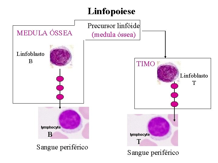 Linfopoiese MEDULA ÓSSEA Precursor linfóide (medula óssea) Linfoblasto B TIMO Linfoblasto T B Sangue