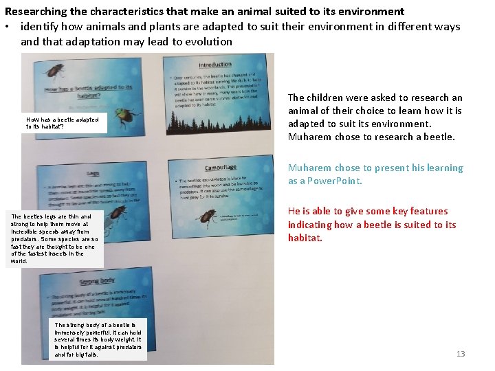 Researching the characteristics that make an animal suited to its environment • identify how