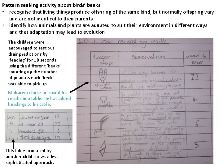 Pattern seeking activity about birds’ beaks • recognise that living things produce offspring of
