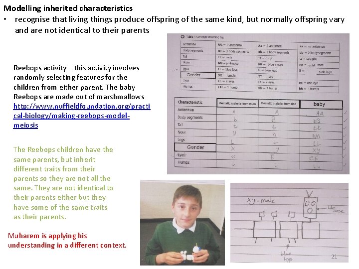 Modelling inherited characteristics • recognise that living things produce offspring of the same kind,