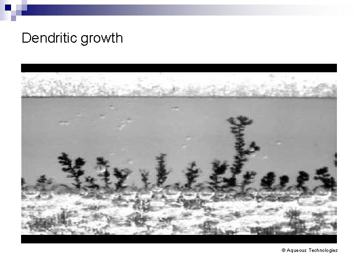 Dendritic growth © Aqueous Technologies 