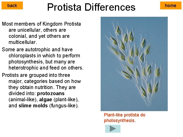 back Protista Differences Most members of Kingdom Protista are unicellular, others are colonial, and