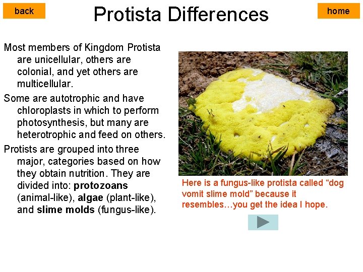 back Protista Differences Most members of Kingdom Protista are unicellular, others are colonial, and