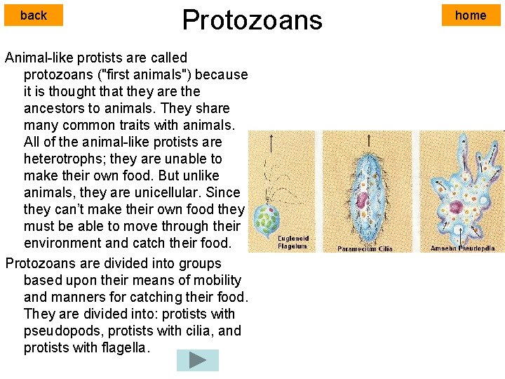 back Protozoans Animal-like protists are called protozoans ("first animals") because it is thought that