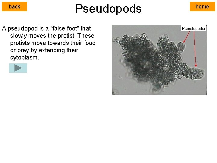 back Pseudopods A pseudopod is a "false foot" that slowly moves the protist. These