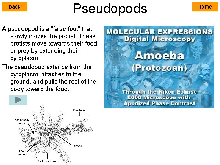 back Pseudopods A pseudopod is a "false foot" that slowly moves the protist. These