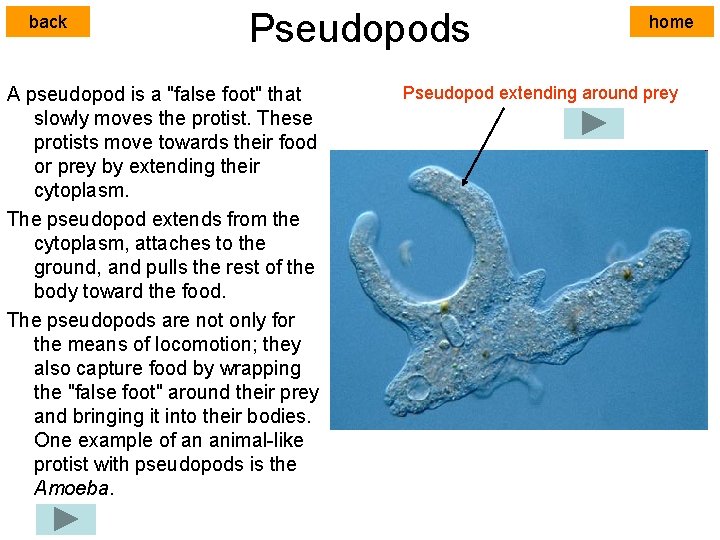 back Pseudopods A pseudopod is a "false foot" that slowly moves the protist. These