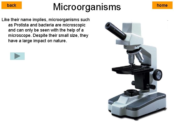 back Microorganisms Like their name implies, microorganisms such as Protista and bacteria are microscopic