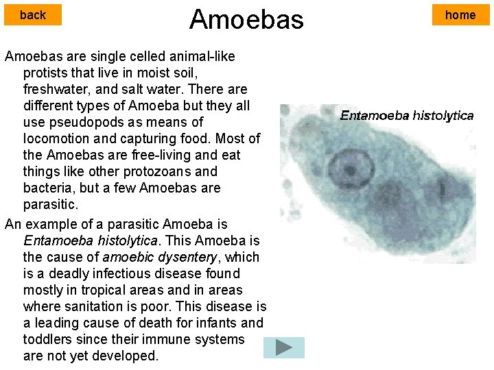 back Amoebas are single celled animal-like protists that live in moist soil, freshwater, and