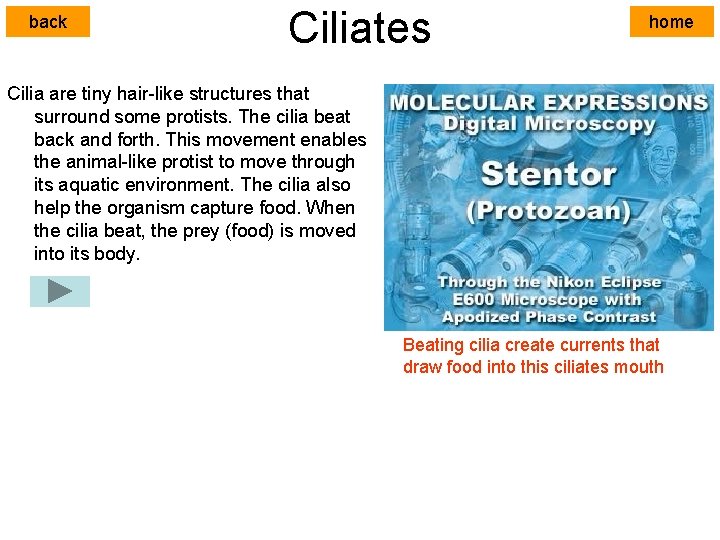 back Ciliates home Cilia are tiny hair-like structures that surround some protists. The cilia