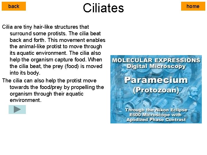 back Ciliates Cilia are tiny hair-like structures that surround some protists. The cilia beat