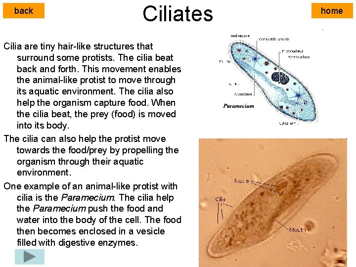 back Ciliates Cilia are tiny hair-like structures that surround some protists. The cilia beat