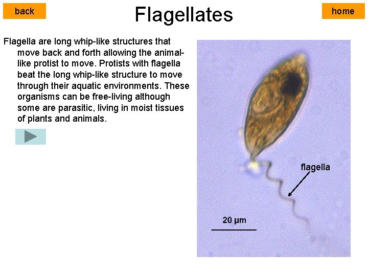 back Flagellates home Flagella are long whip-like structures that move back and forth allowing
