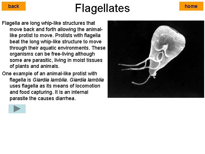 back Flagellates Flagella are long whip-like structures that move back and forth allowing the