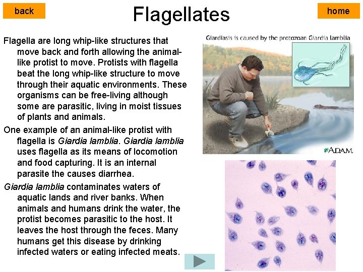 back Flagellates Flagella are long whip-like structures that move back and forth allowing the